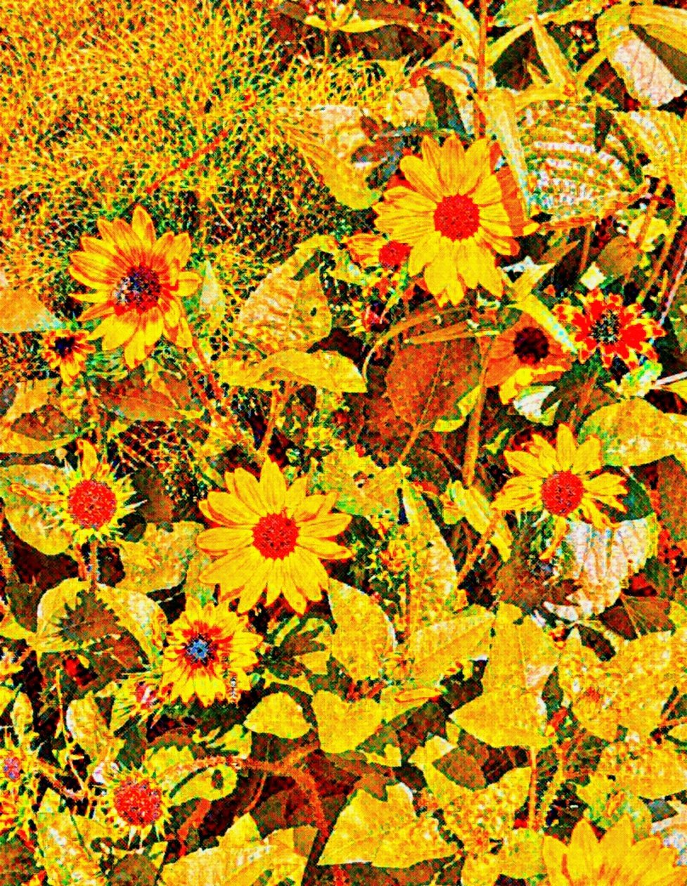 Solrosor för Van Gogh. av Margareta Uliarte