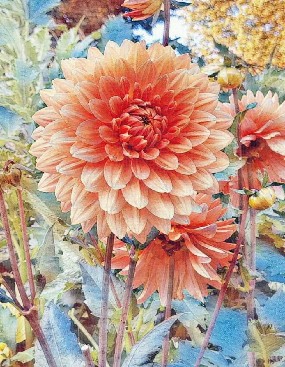 Rosa Dahlie. av Margareta Uliarte