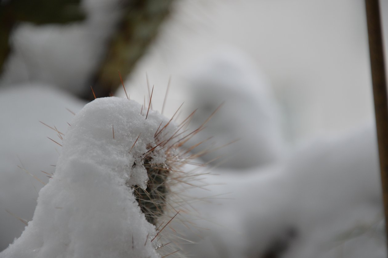 Kaktusar på vintern av Detlef Georgi
