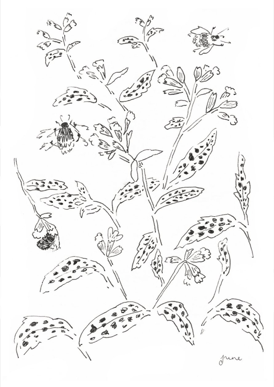 Undersökning om humlor och vildblommor av june art