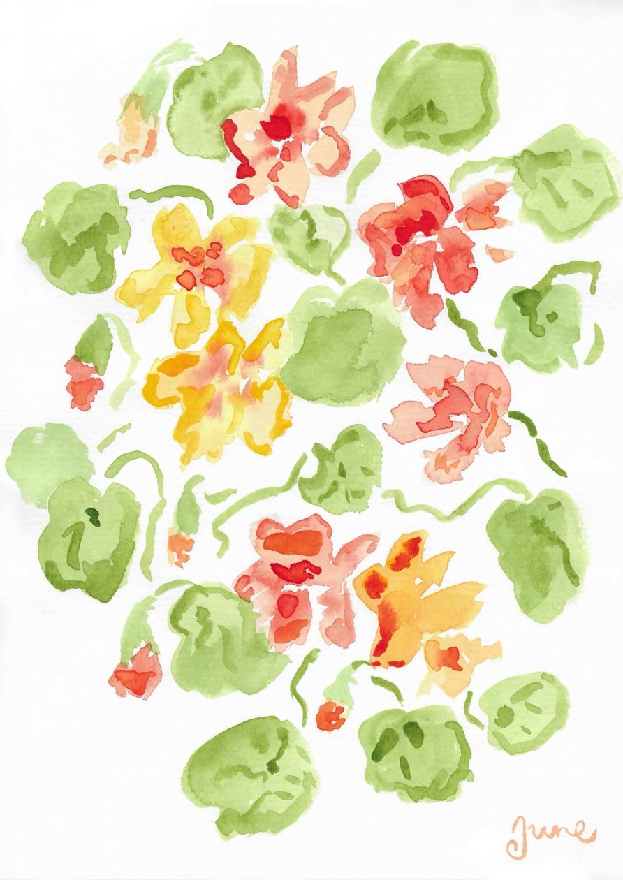 Nasturtium av june art