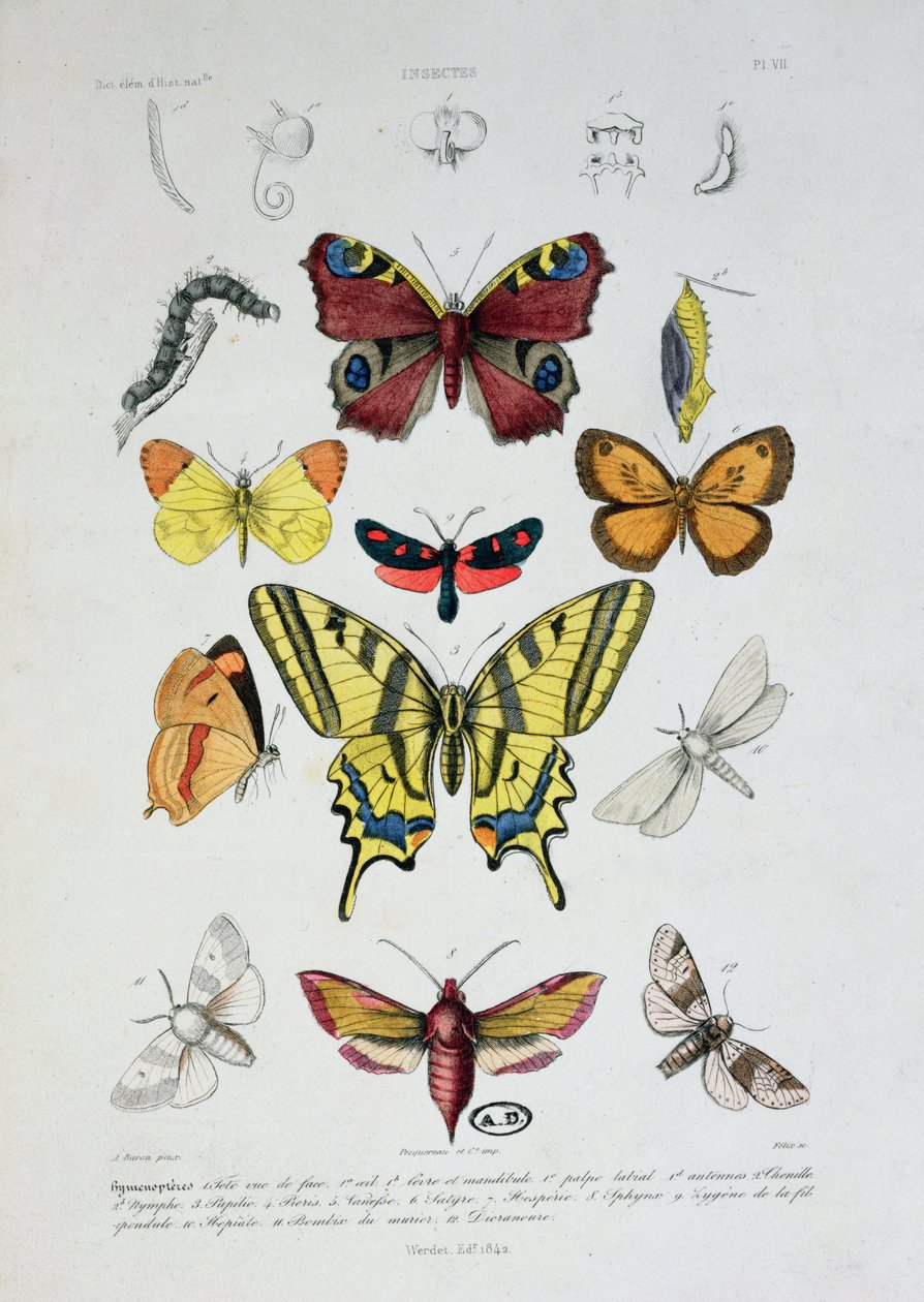 Olika fjärilar, från Dictionnaire Elementaire dHistoire Naturelle, graverad av Felix, 1842 av A. Baron