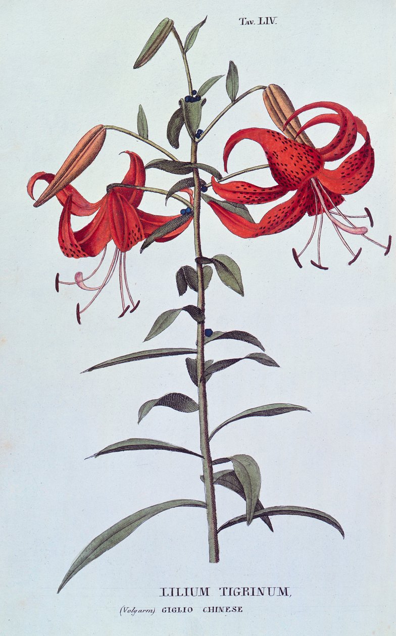 Lilium tigrinum (Tiger Lily) från L