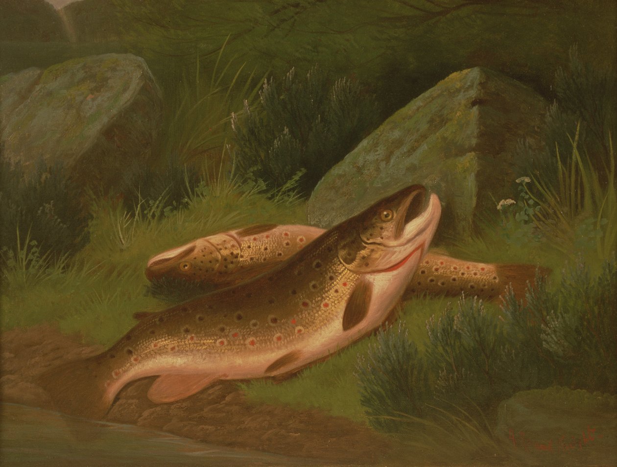 Öring av A. Roland Knight