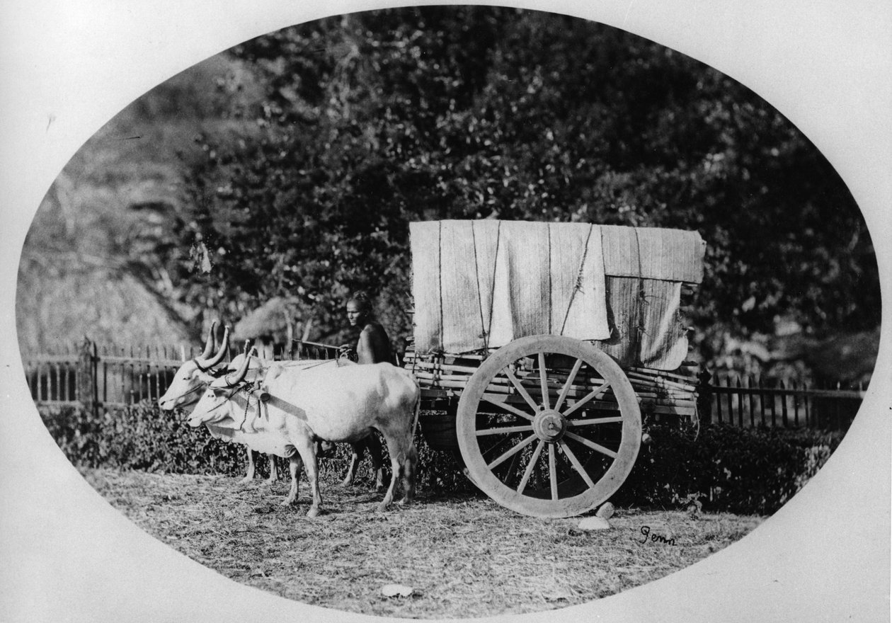 Indian Ox-Cart, ca 1886 (bw-foto) av A. T. W. Penn