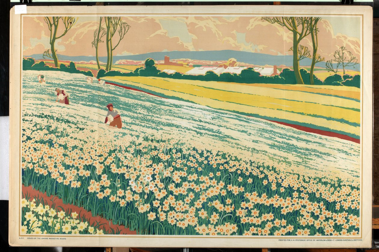 Isles of Scilly, från serien "Home Bulbs for Home Gardens" (färg litho) av A.A. Moores