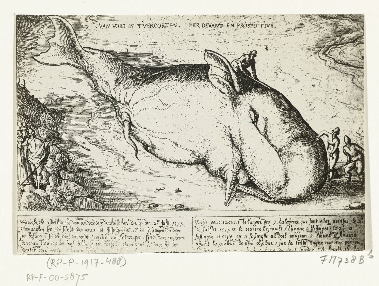 Tryck av den spolade valen nära Antwerpen, 2 juli 1577 av A.B. van Deinse