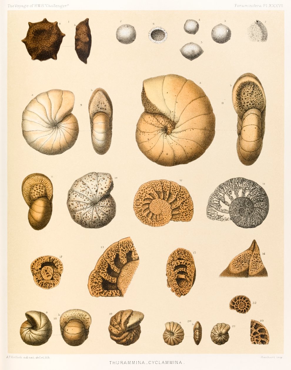 Thurammina-Cyclammina (Foraminifera PL. XXXVII)? från ?The Voyage of HMS ?Challenger?1873-76? utgiven 1884 av A.T. Hollick
