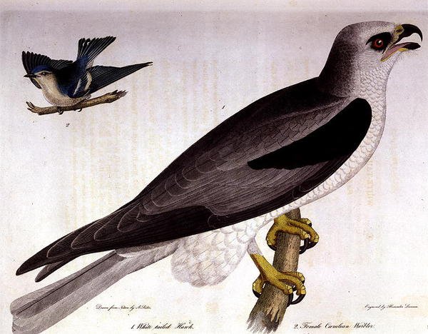 Vitsvanshök och Caerulean Warbler hona, graverad av Alexander Lanson (färgad gravyr) av A. (after) Rider