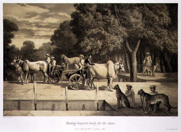 Jaktleoparder redo för jakten, från "Voyage in India", graverad av puben Louis Henri de Rudder (1807-81). i London av A. (after) Soltykoff