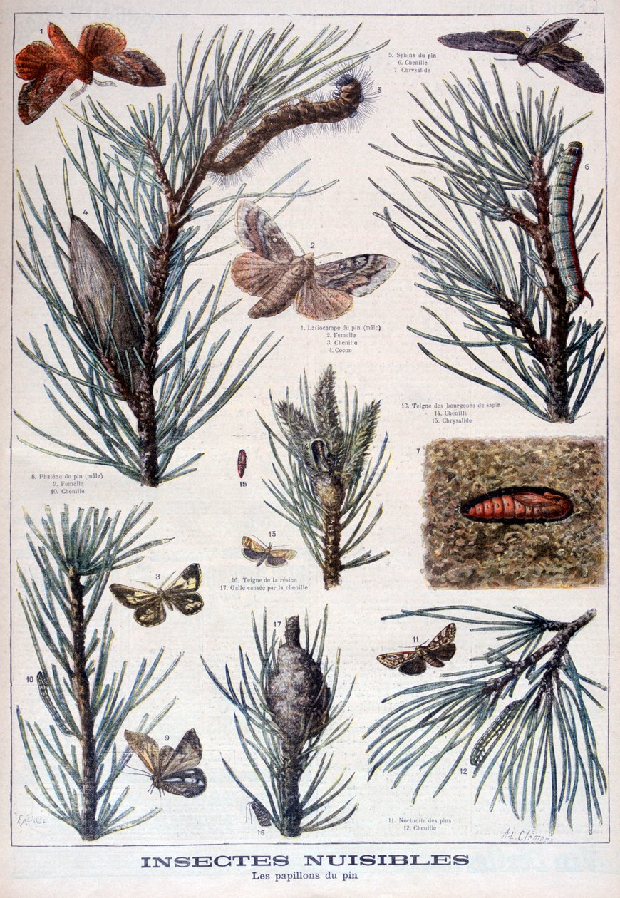 Skadliga insekter: fjärilar och nattfjärilar som skadar tallar, 1897 av A Clement