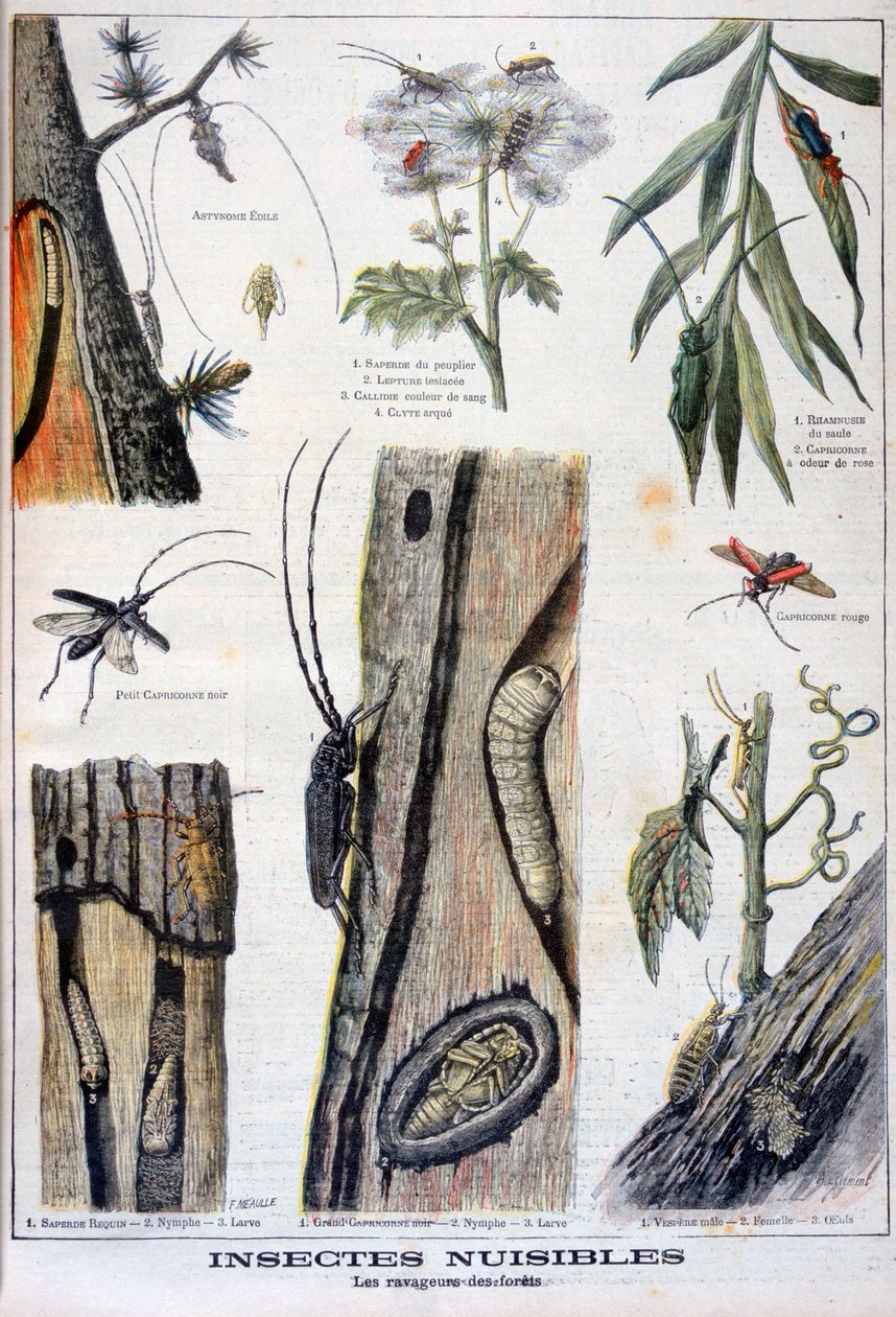 Skadliga insekter som är destruktiva för skog, 1897 av A Clement