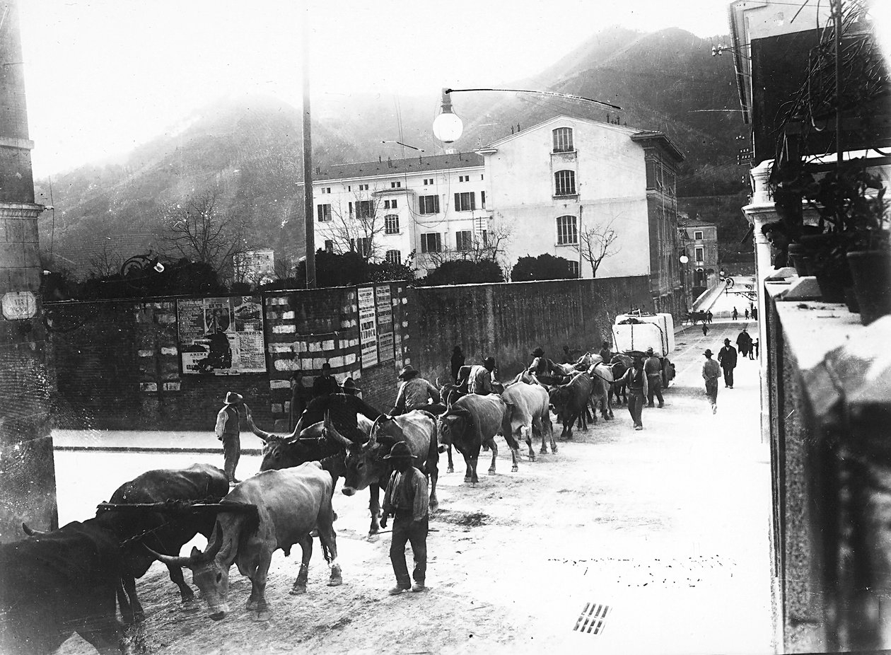 Vissa oxar som används för transport av marmor från stenbrotten i Apuan är gjorda för att gå längs en väg i Carrara (s/v foto) av A. Corsini