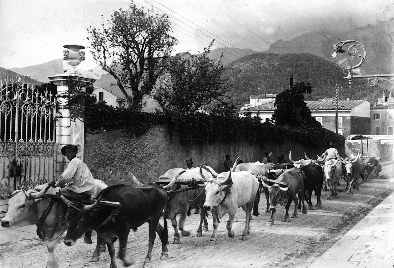 Vissa oxar som används för transport av marmor från stenbrotten i Apuan är gjorda för att gå längs en väg i Carrara (s/v foto) av A. Corsini