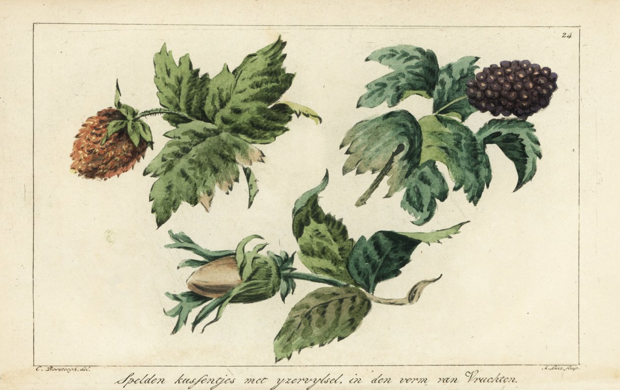 Broderimönster för frukt, bär och ekollon av A. Lutz