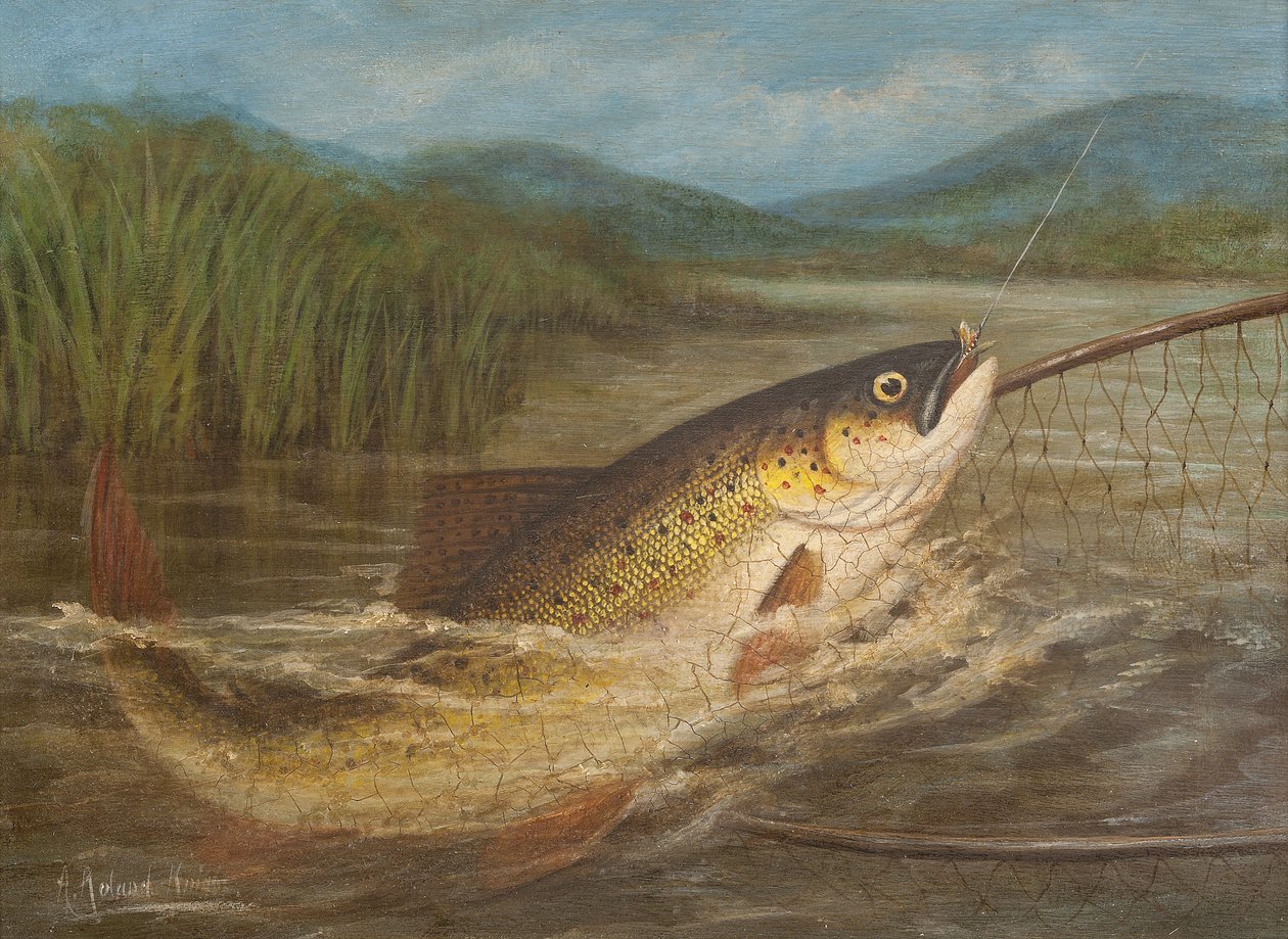 Flugfiskarens nät av A. Roland Knight
