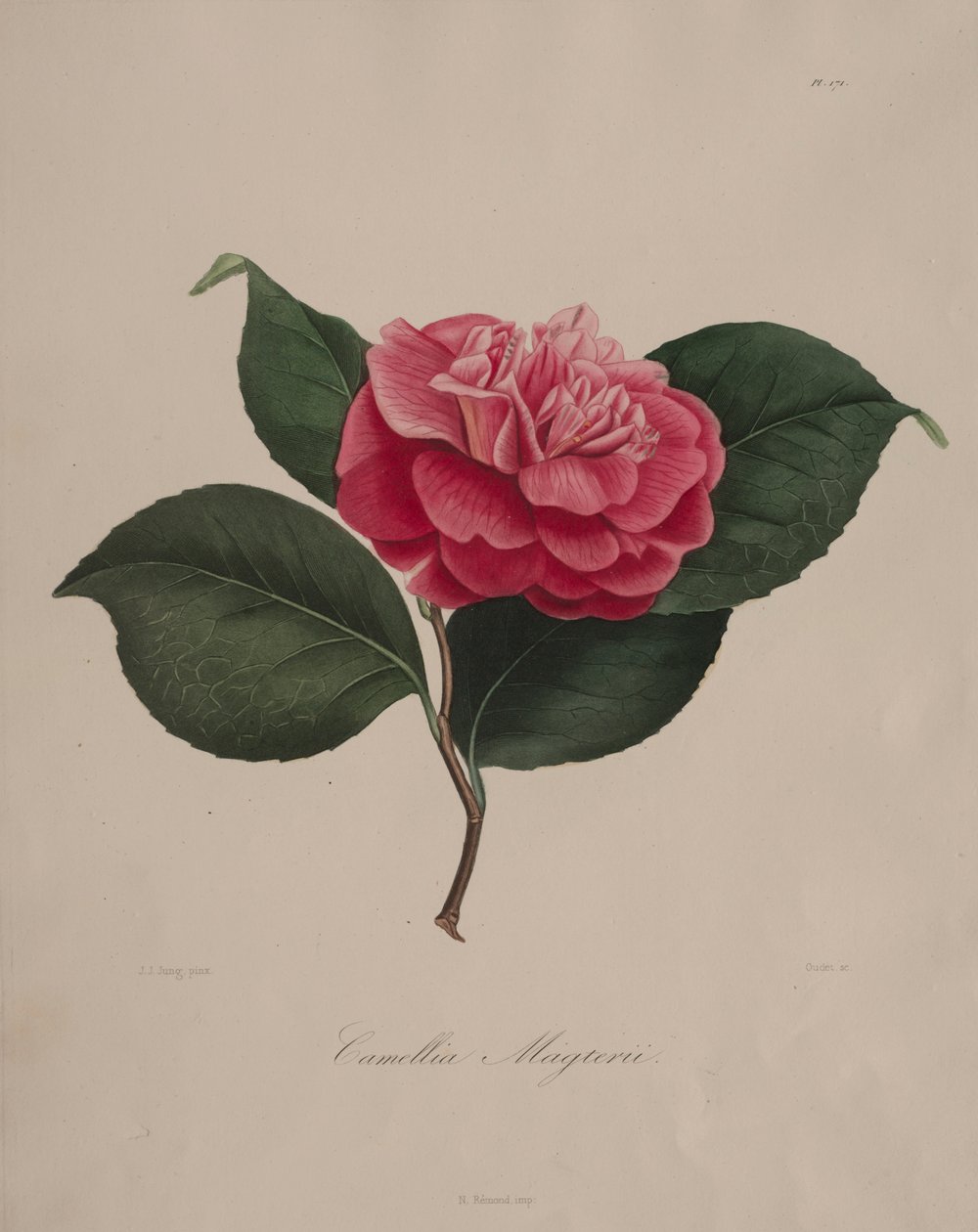 Ikonografi av släktet camellia: nr 171, 1839-1843. av Abbé Laurent Berlèse