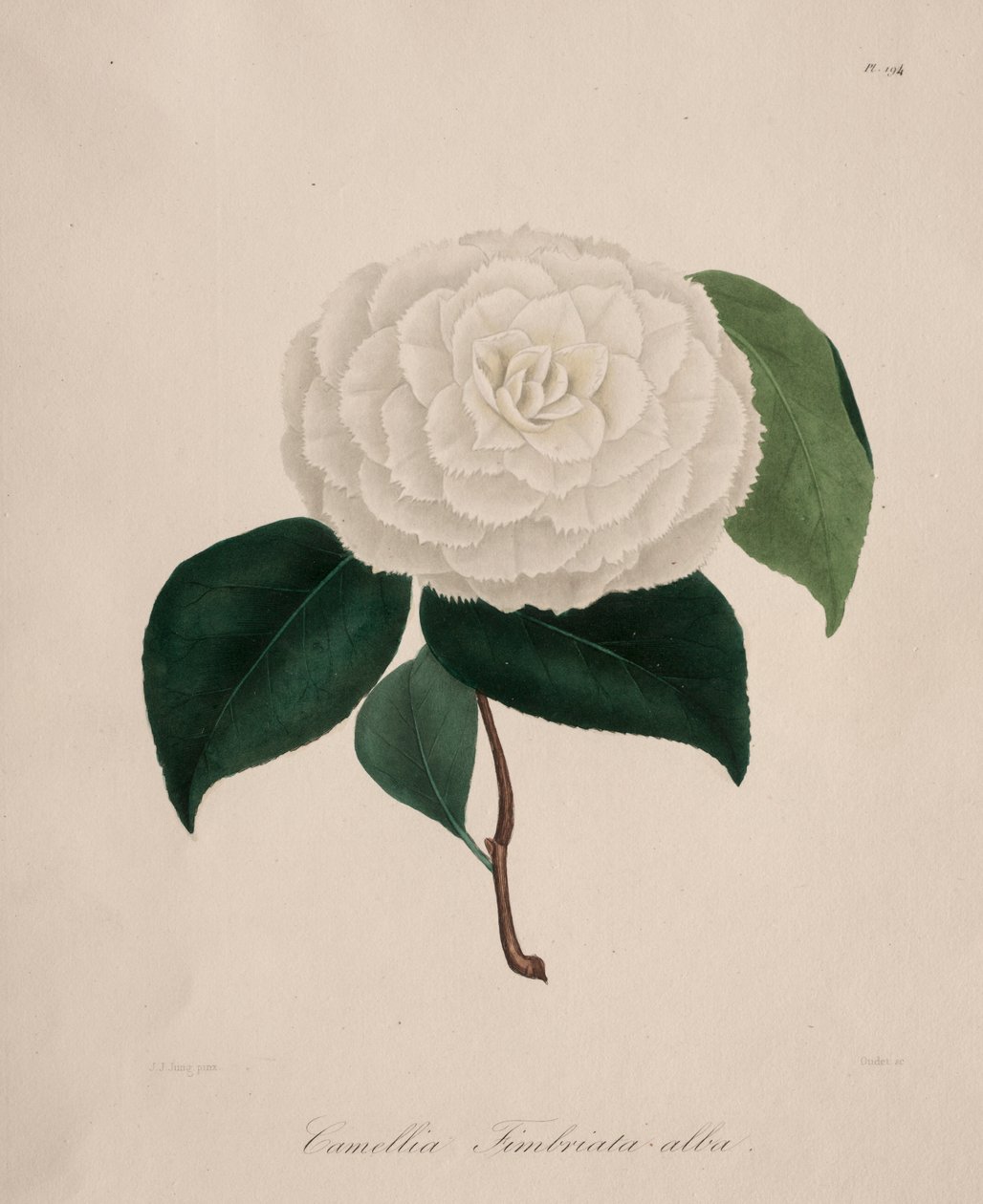 Ikonografi av kameliasläktet: nr 194, 1839-1843. av Abbé Laurent Berlèse