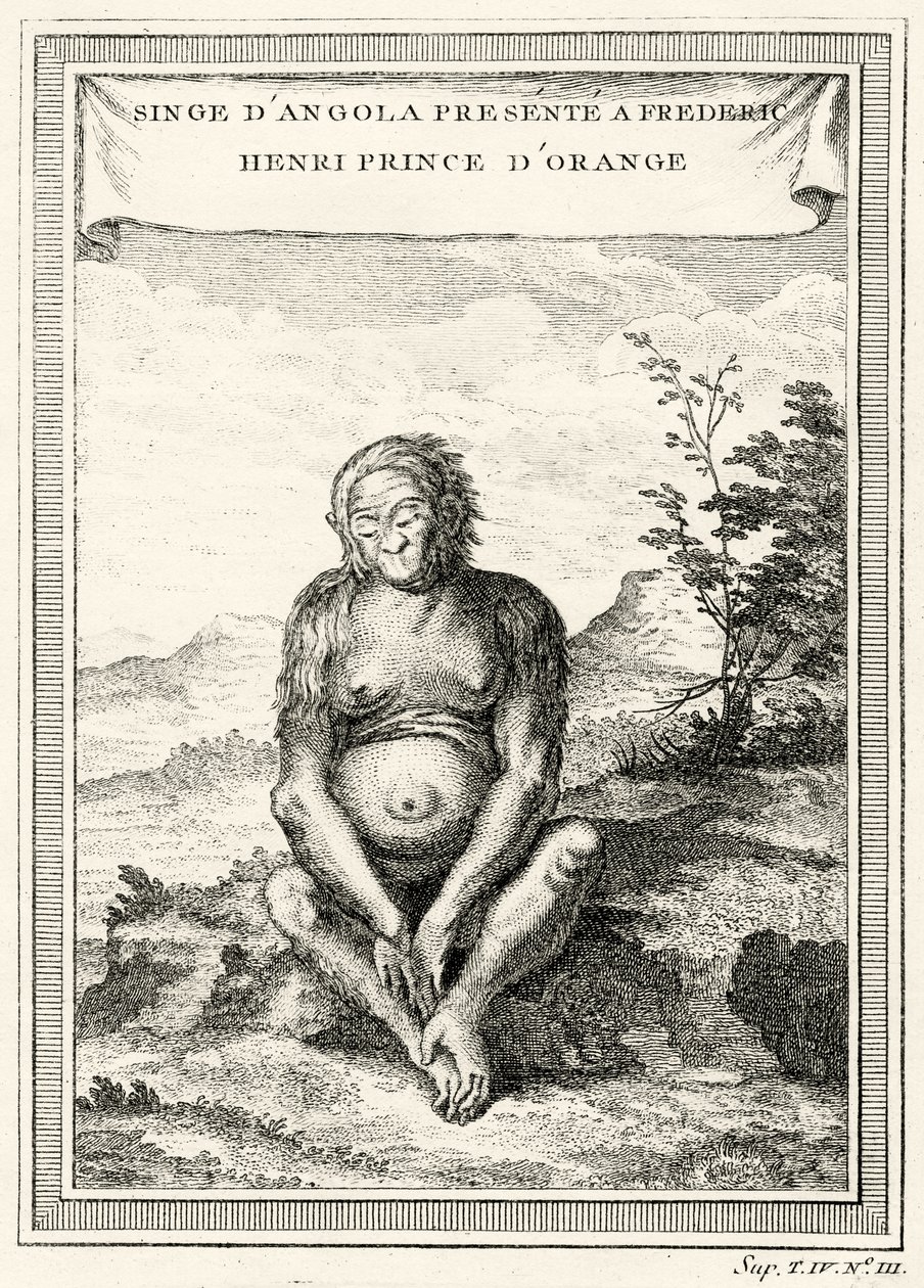 Illustration av den orang-utang som presenterades för Fredrik Henrik, prins av Oranien, 1750. av Abbé Prévost