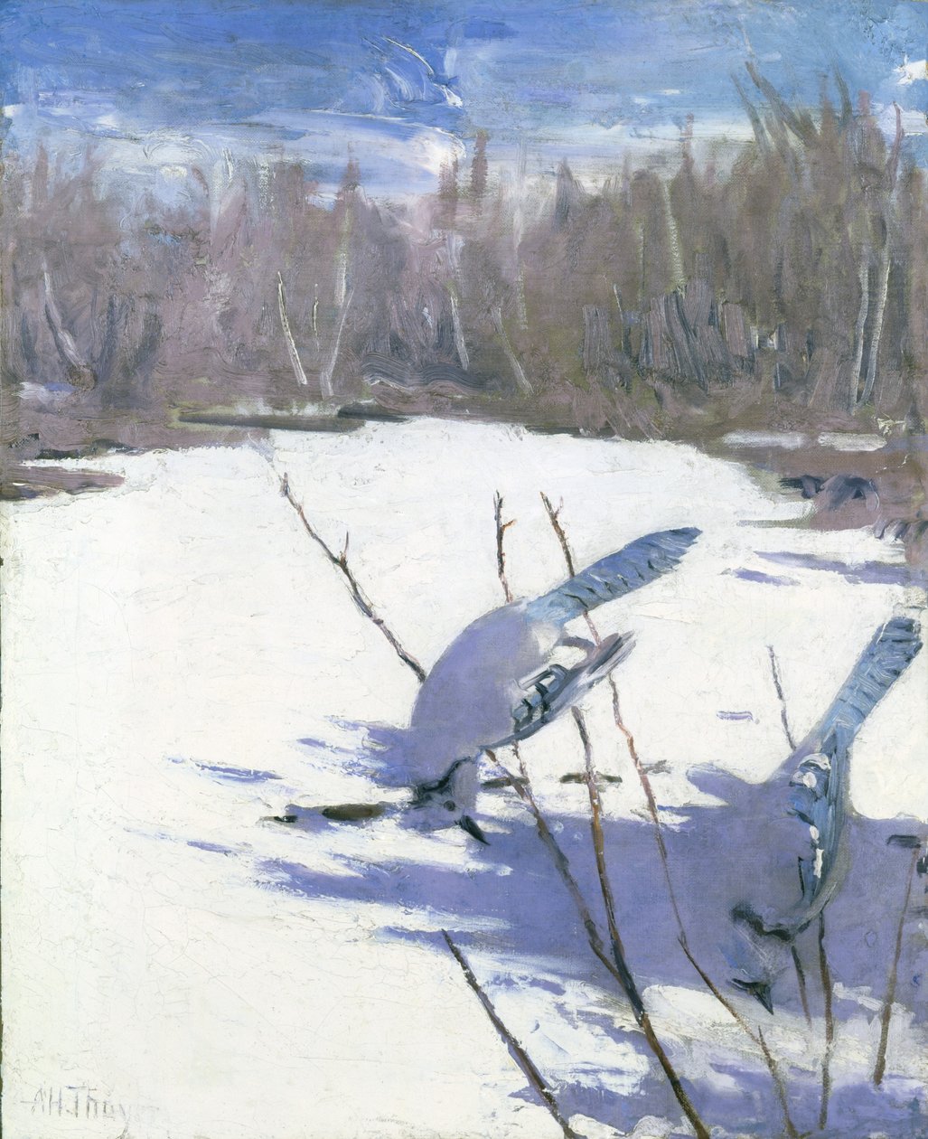 Blue Jays in Winter, studie för boken Concealing Coloration in the Animal Kingdom av Abbott Handerson Thayer