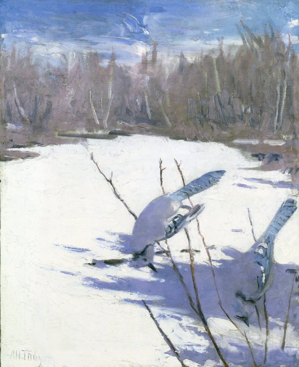 Blue Jays in Winter, studie för boken Concealing Coloration in the Animal Kingdom, ca. 1905-1909. av Abbott Handerson Thayer