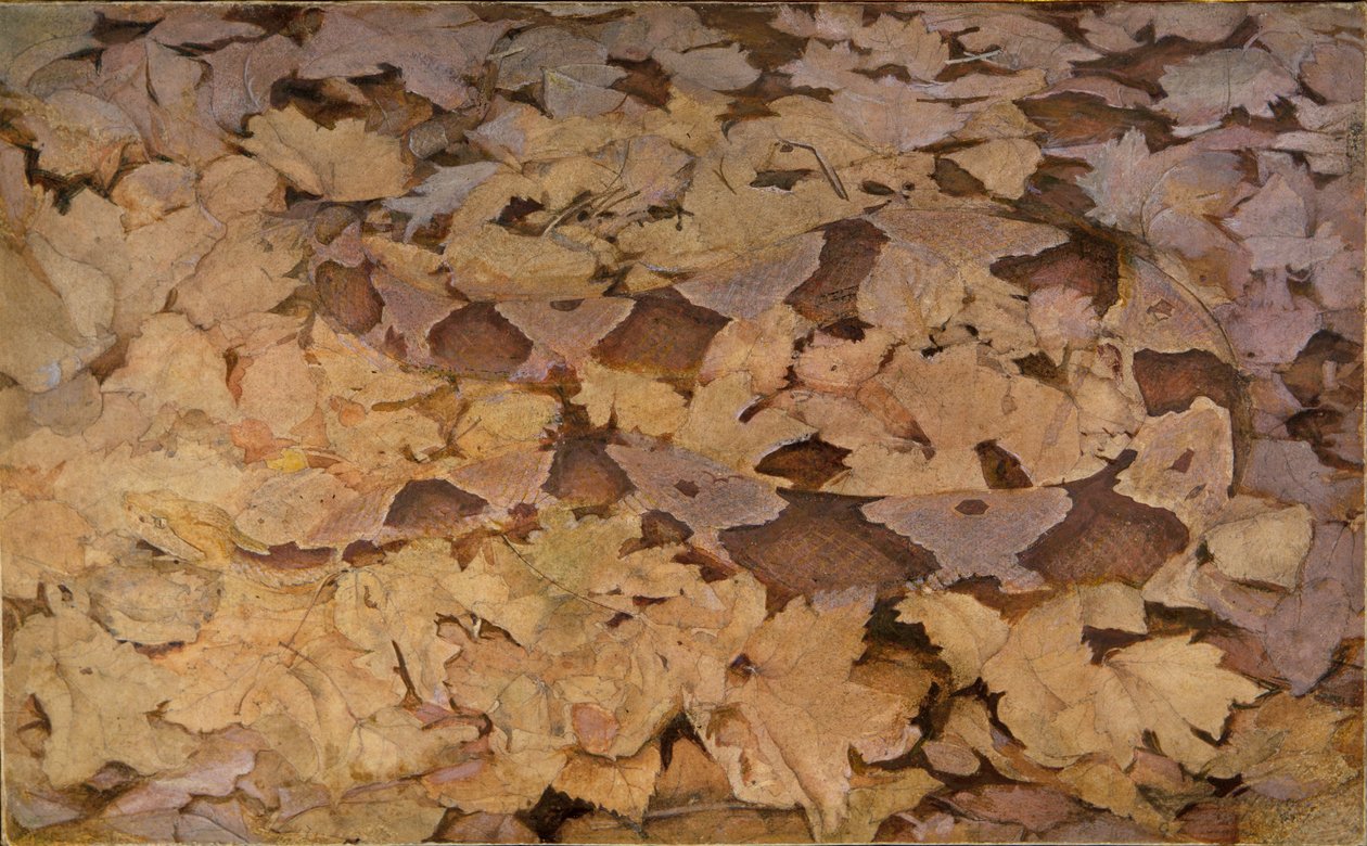 Copperhead Snake on Dead Leaves, studie för boken Concealing Coloration in the Animal Kingdom. av Abbott Handerson Thayer