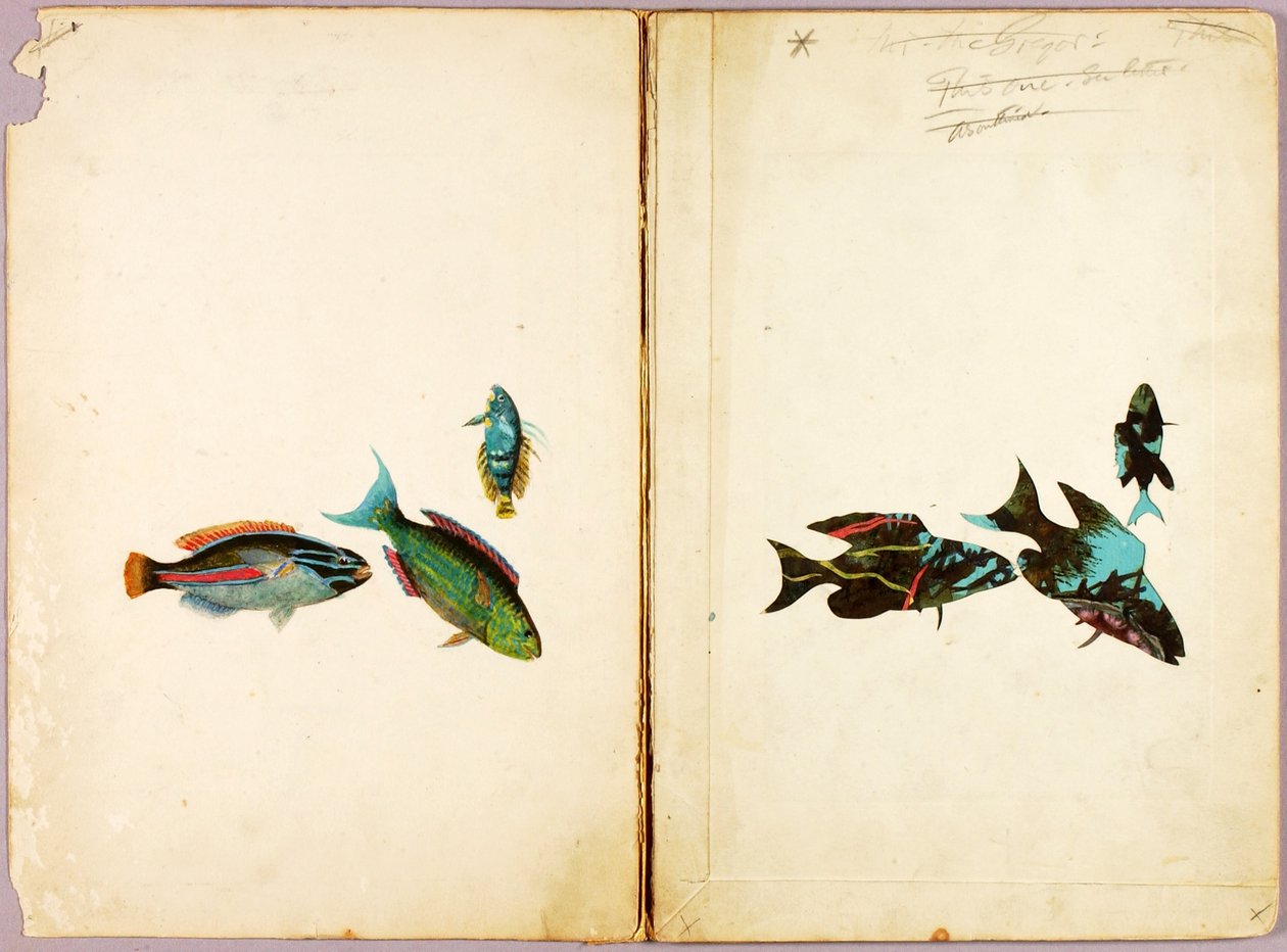FISKAR, studiemapp för boken Concealing Coloration in the Animal Kingdom av Abbott Handerson Thayer