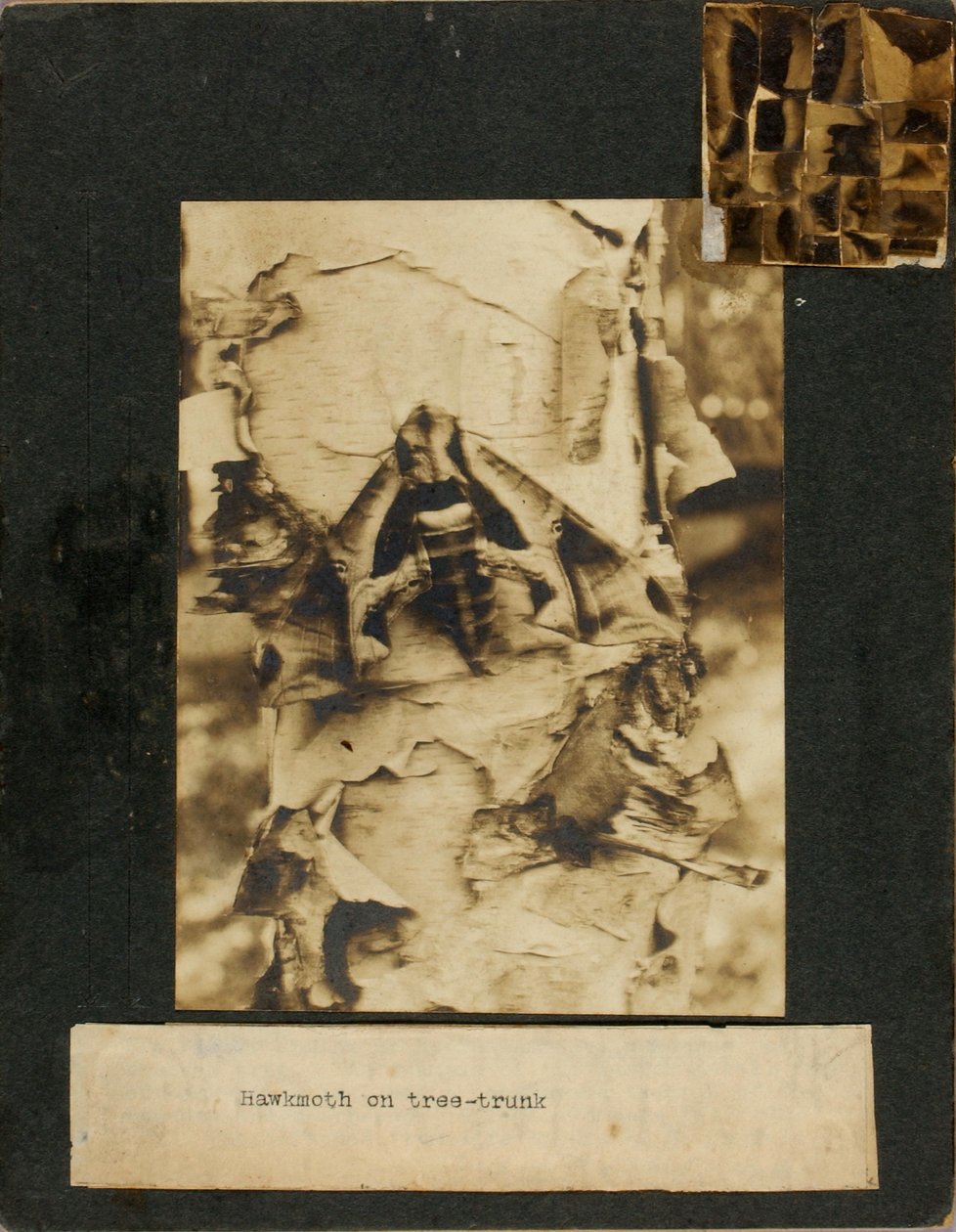 Hawkmoth på trädstam, studiemapp för boken Concealing Coloration in the Animal Kingdom av Abbott Handerson Thayer