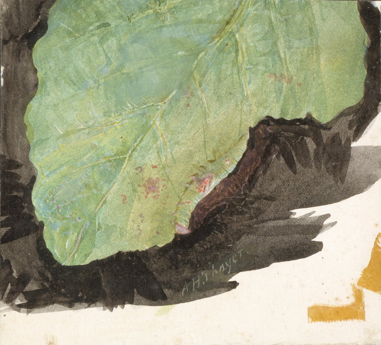 Heterocampa Biundata, Walker, studie för boken Concealing Coloration in the Animal Kingdom, n.d. av Abbott Handerson Thayer