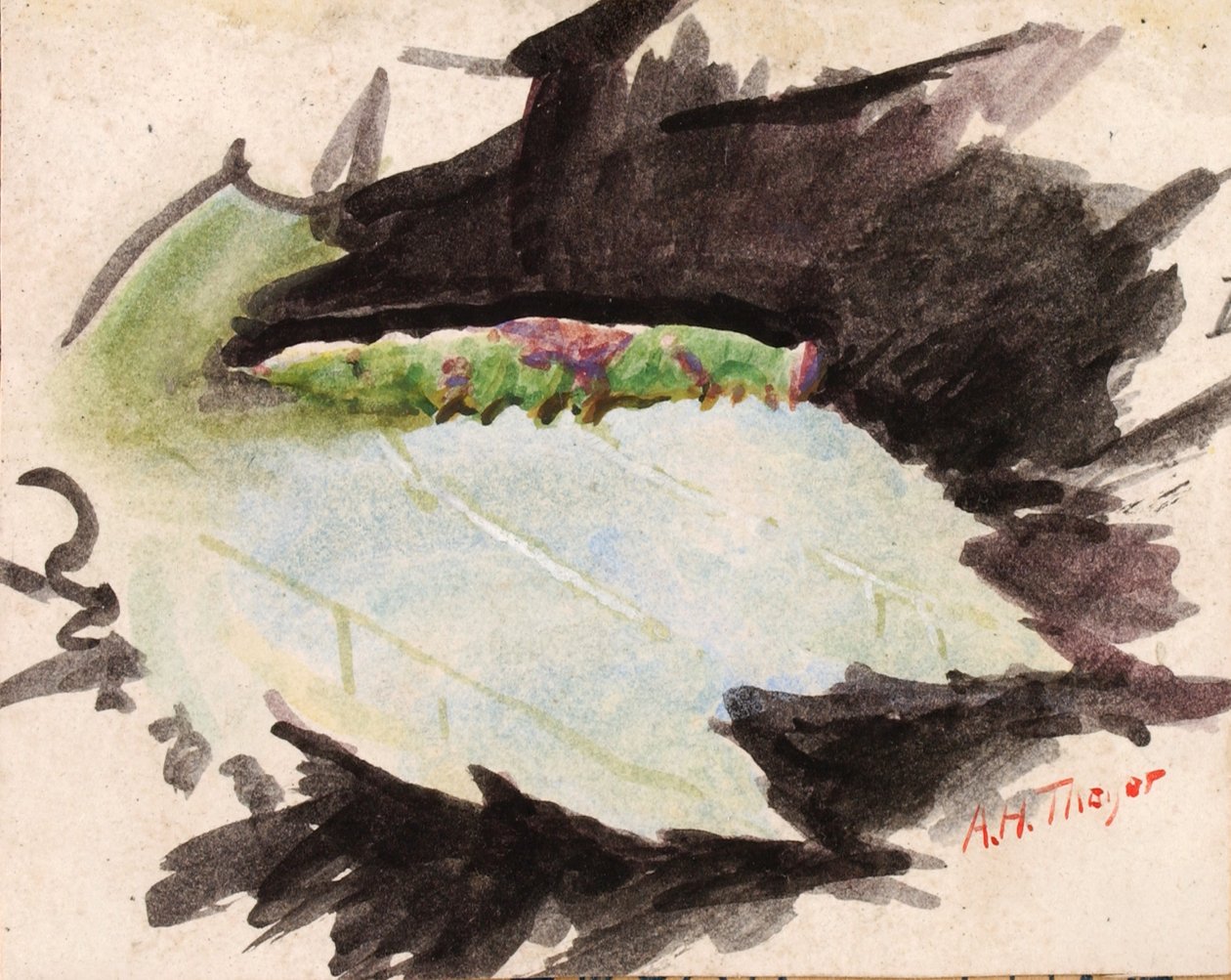 Heterocampa Biundata, Walker, studie för boken Concealing Coloration in the Animal Kingdom, n.d. av Abbott Handerson Thayer