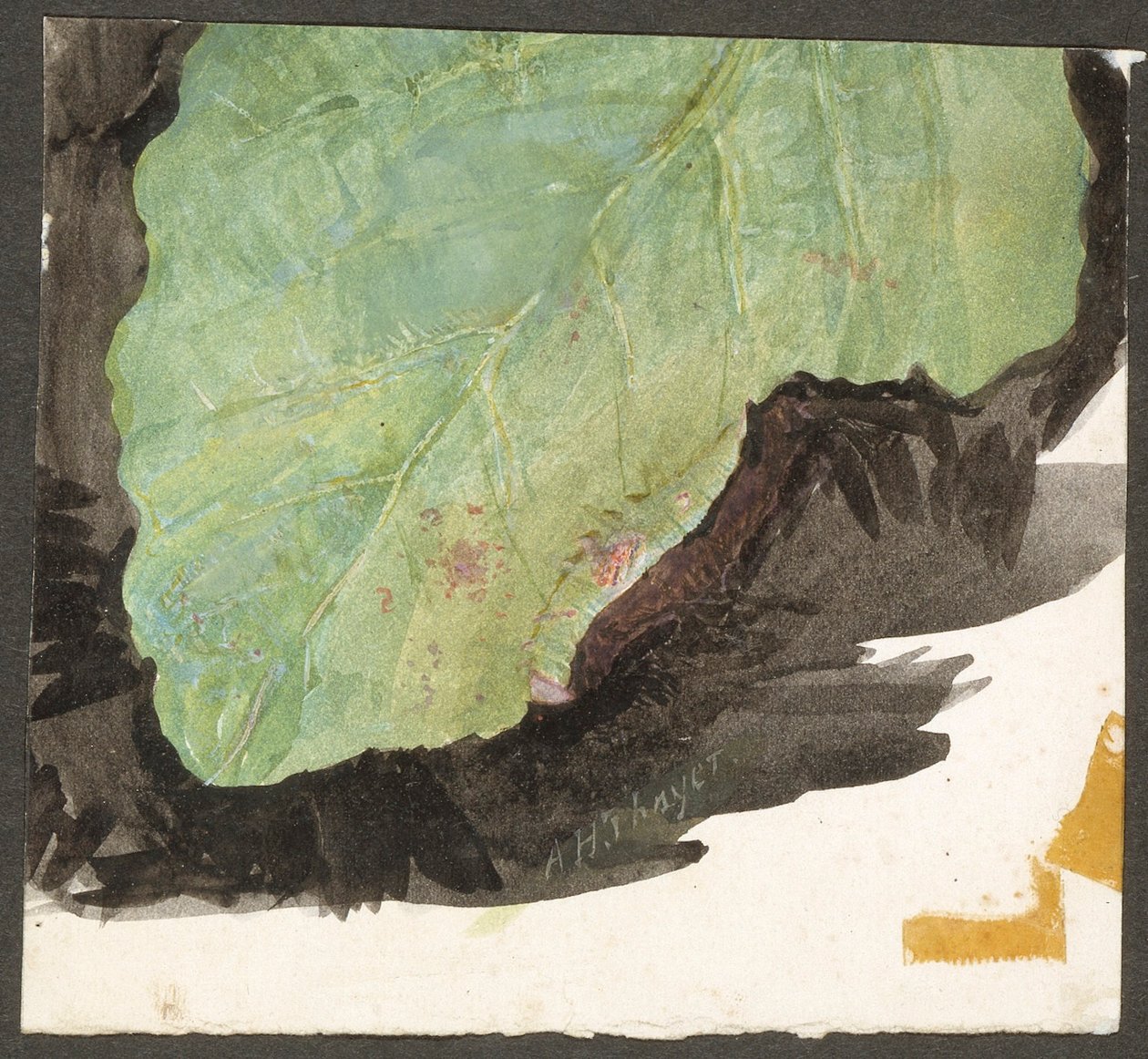 Heterocampa Biundata, Walker, studie för boken Concealing Coloration in the Animal Kingdom av Abbott Handerson Thayer