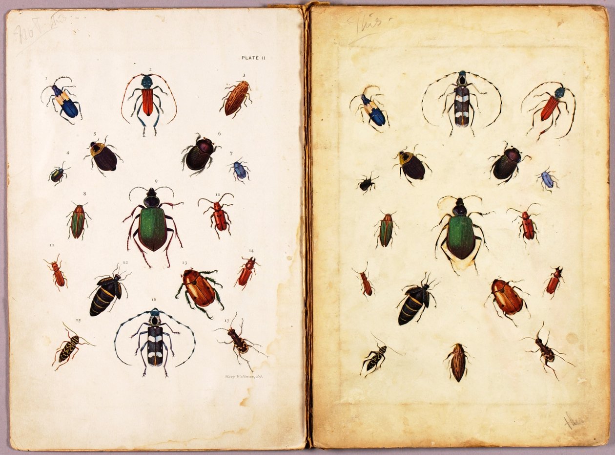 INSEKTER – Färgglada skalbaggar, landskap, studiemapp till boken ”Concealing Coloration in the Animal Kingdom” av Abbott Handerson Thayer