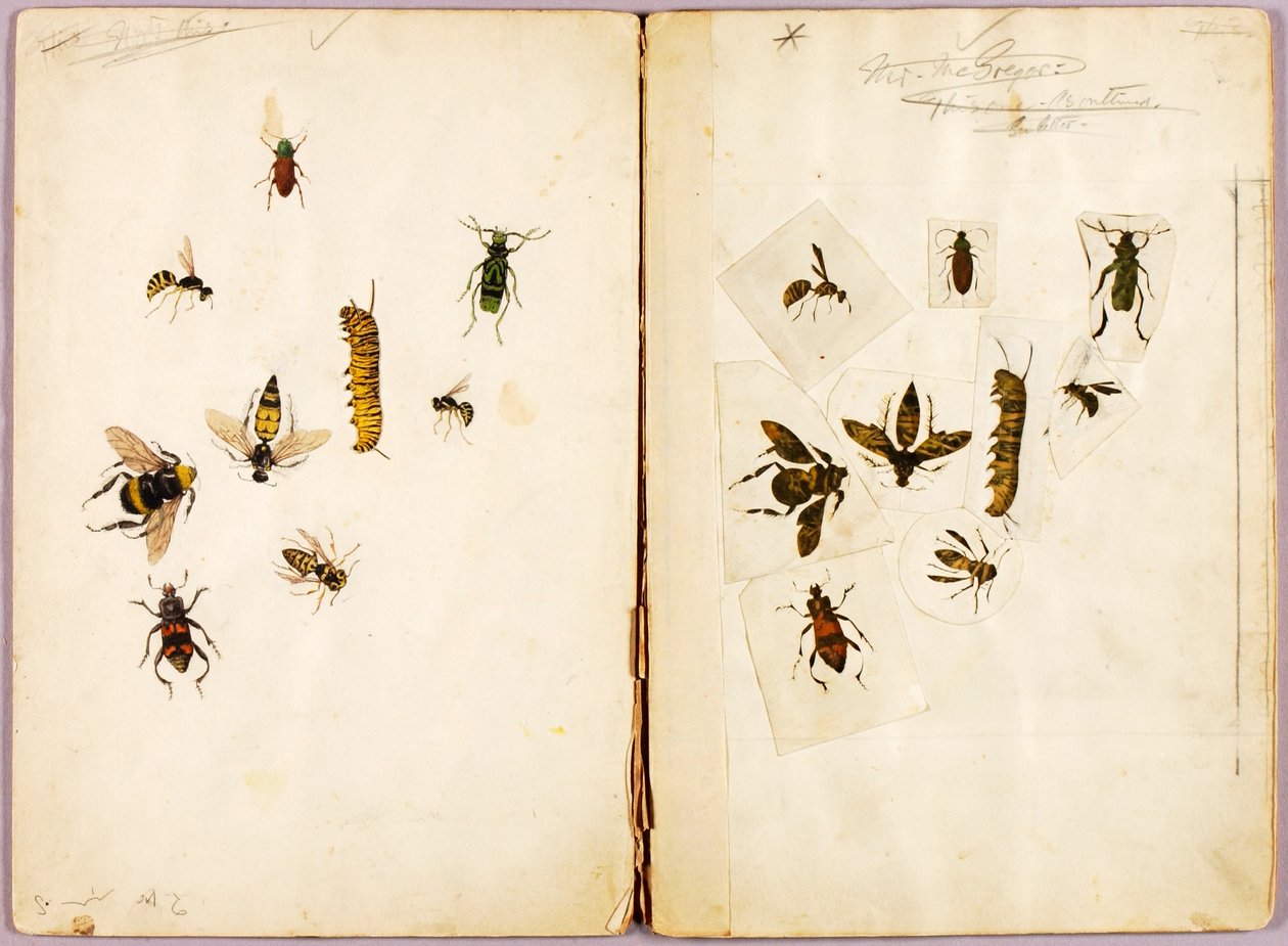 Insekter - färglagda, studiemapp för boken Concealing Coloration in the Animal Kingdom av Abbott Handerson Thayer