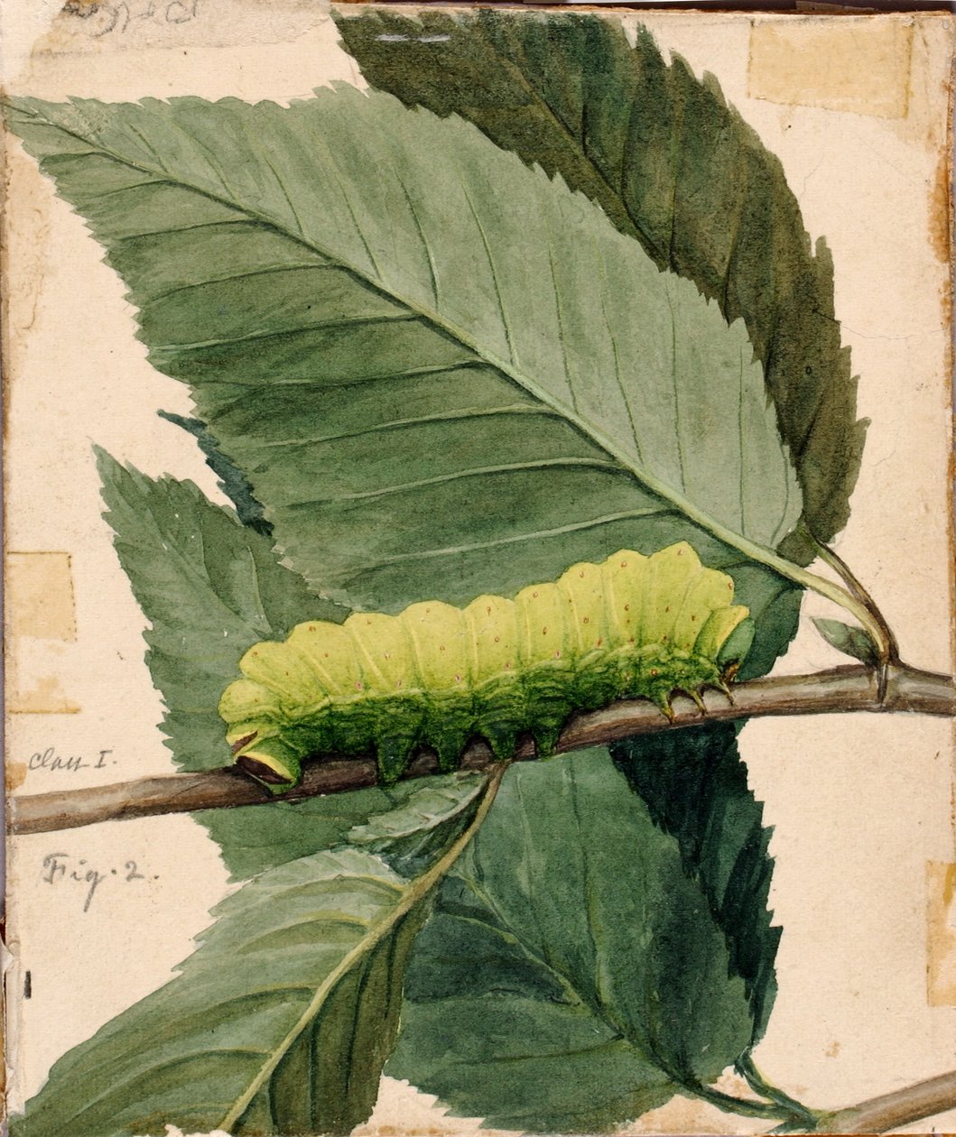 Lunar Caterpillar, studie för boken Concealing Coloration in the Animal Kingdom (dold färg i djurriket) av Abbott Handerson Thayer