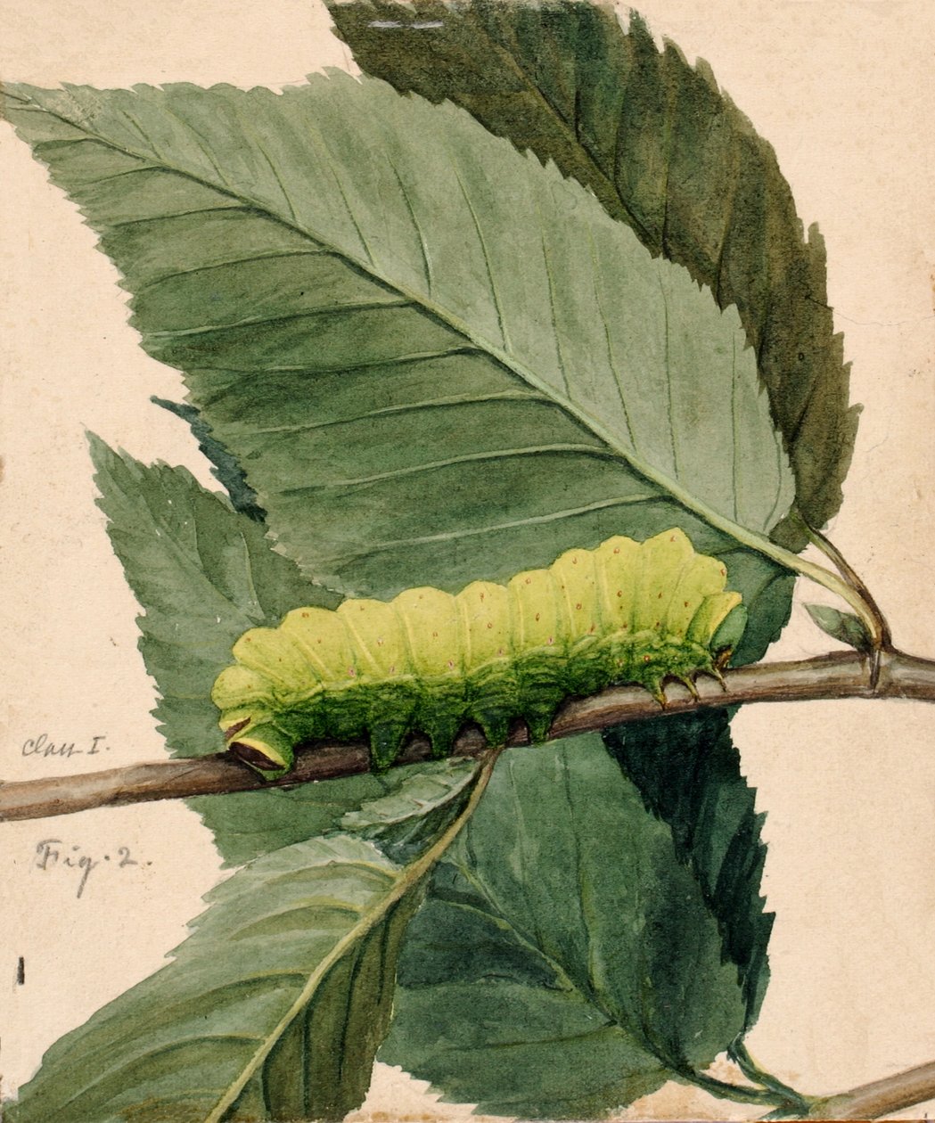Lunar Caterpillar, studie för boken Concealing Coloration in the Animal Kingdom, n.d. av Abbott Handerson Thayer