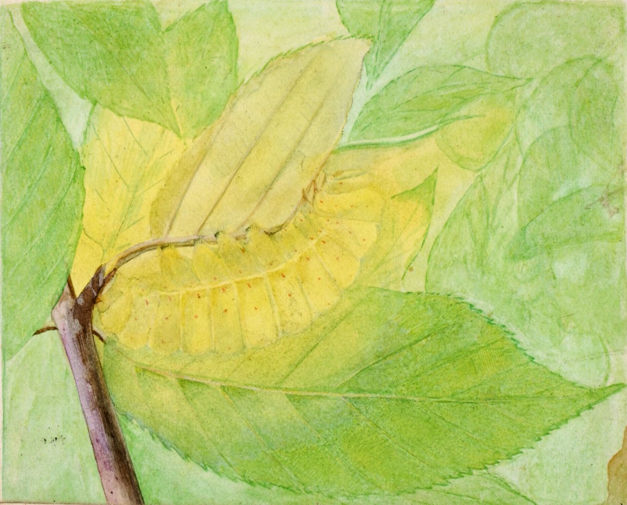 Lunar Caterpillar, studie för boken Concealing Coloration in the Animal Kingdom, n.d. av Abbott Handerson Thayer