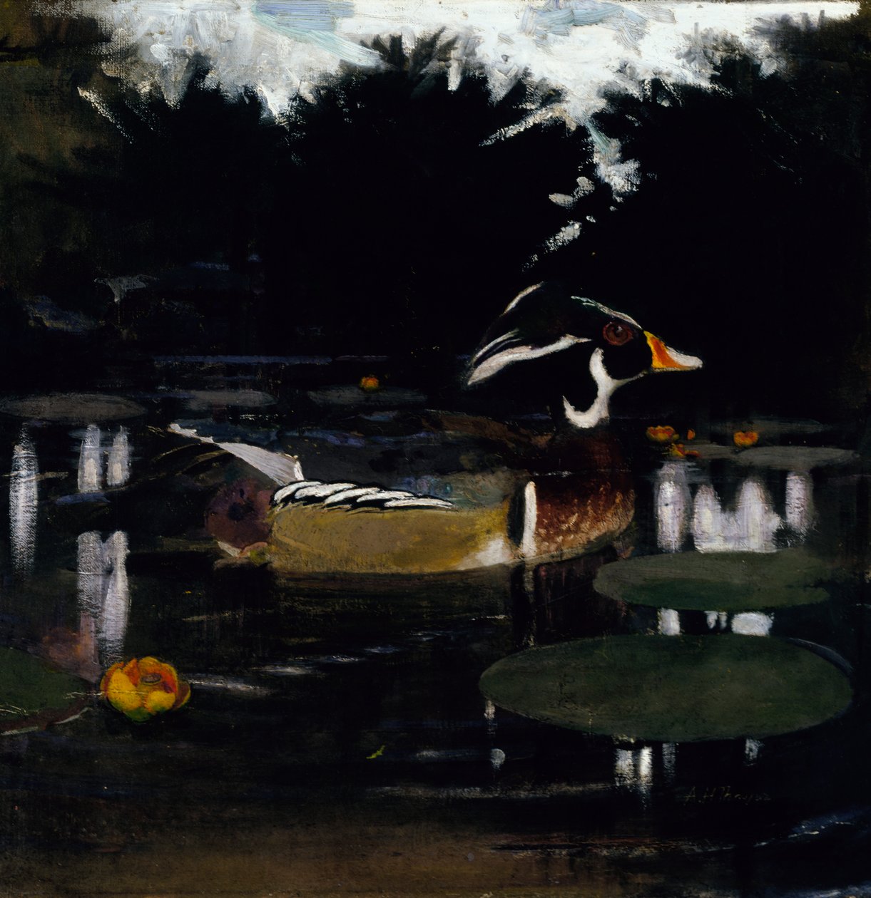 Male Wood Duck in a Forest Pool, studie för boken Concealing Coloration in the Animal Kingdom, c1905-1 av Abbott Handerson Thayer