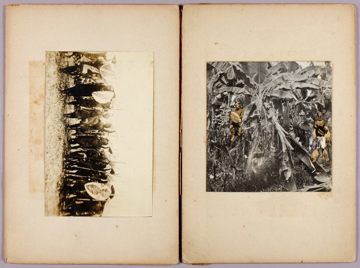 Māorier och andra vildar, studiemapp för boken Concealing Coloration in the Animal Kingdom av Abbott Handerson Thayer