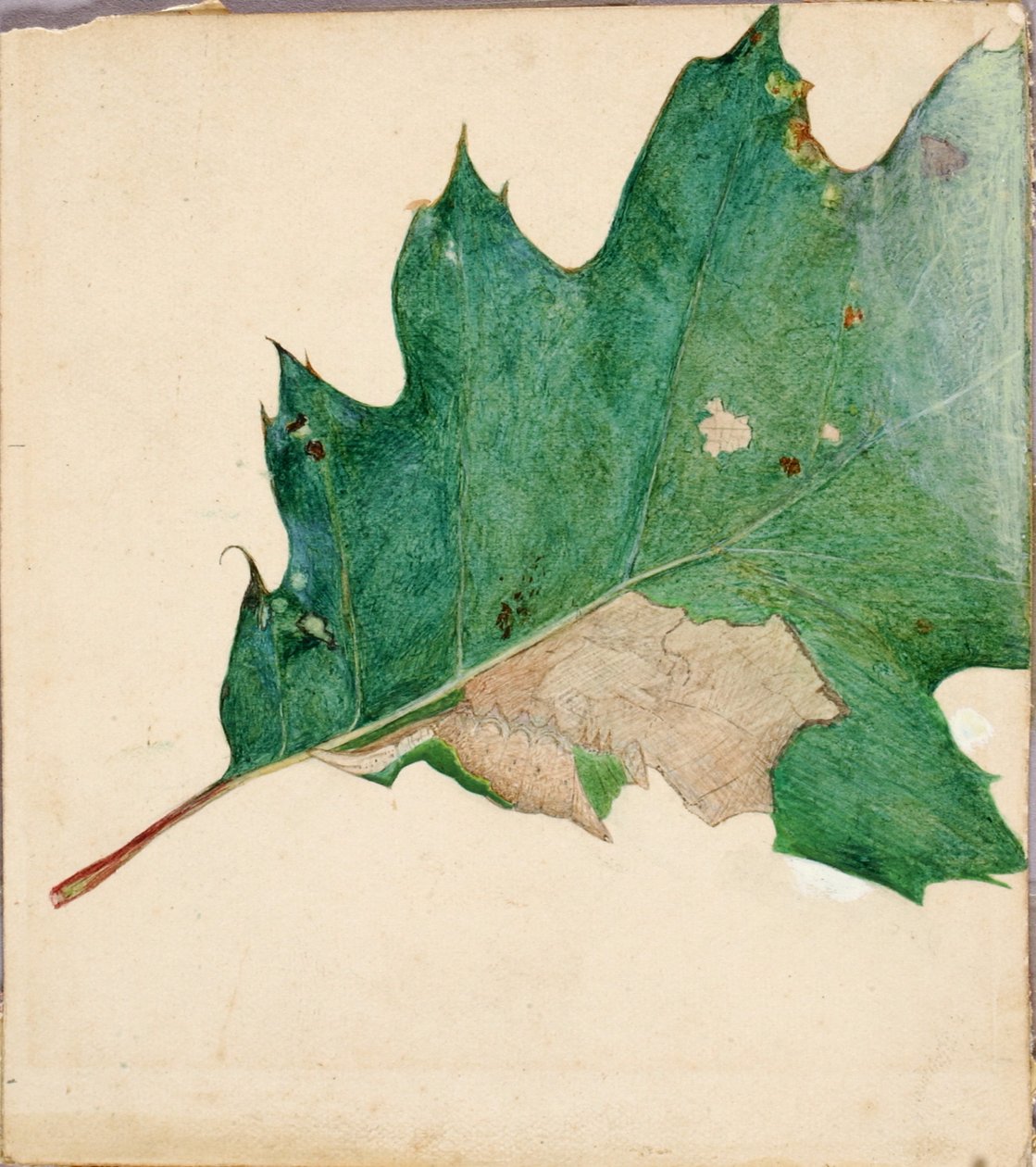 Oligocentra lignicolor, Walker, studie till boken "Concealing Coloration in the Animal Kingdom" av Abbott Handerson Thayer