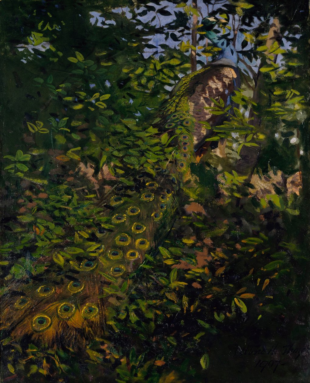 Påfågel i skogen, studie till boken Concealing Coloration in the Animal Kingdom av Abbott Handerson Thayer