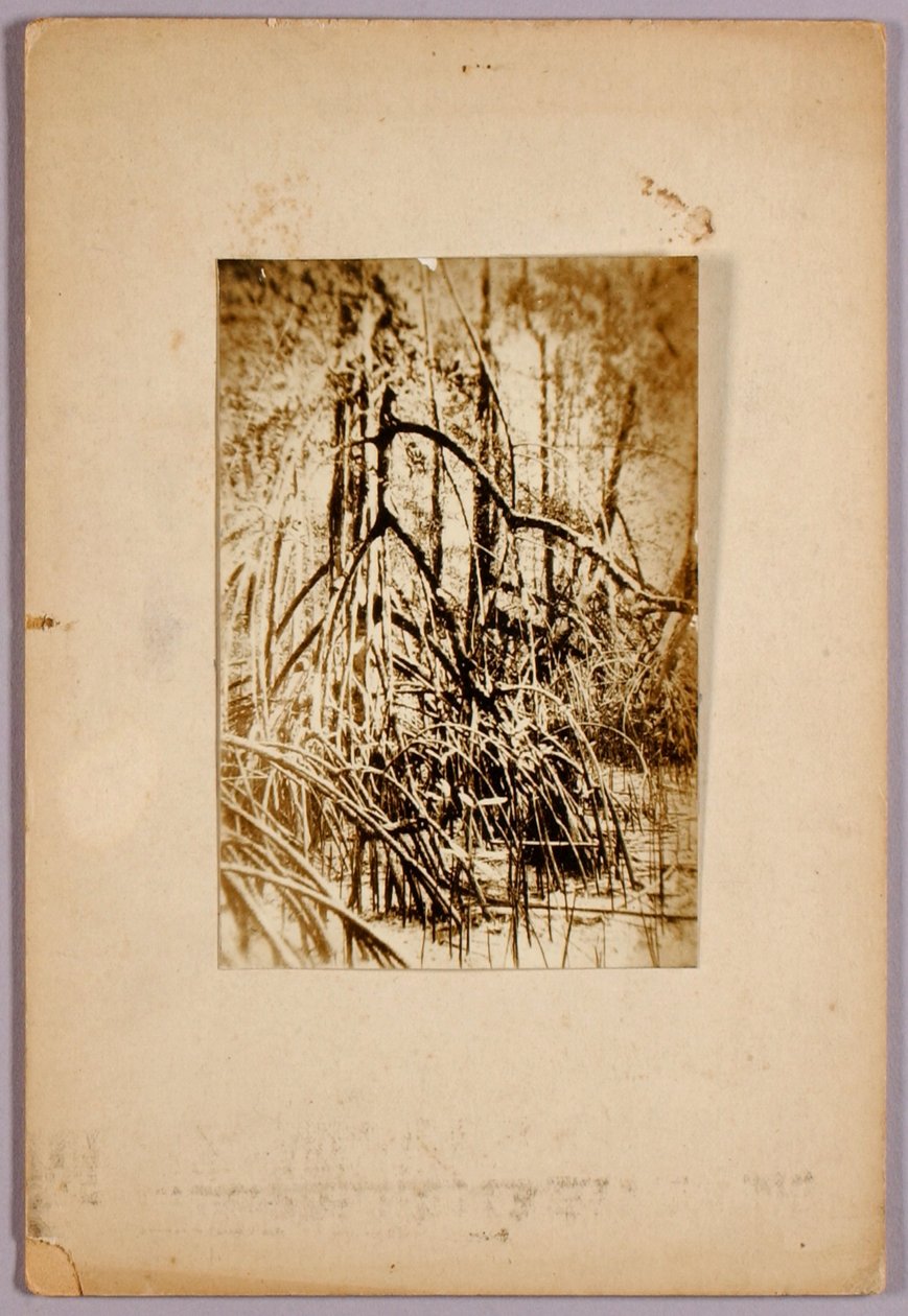 Foto av träsk, studiemapp för boken "Concealing Coloration in the Animal Kingdom" (dolda färger i djurriket) av Abbott Handerson Thayer