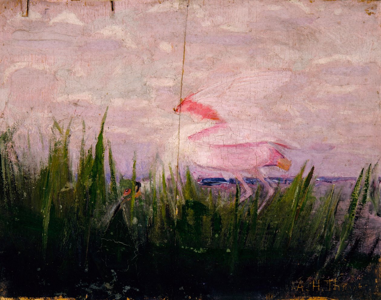 Roseate Spoonbill, studie för boken Concealing Coloration in the Animal Kingdom (dolda färger i djurriket) av Abbott Handerson Thayer