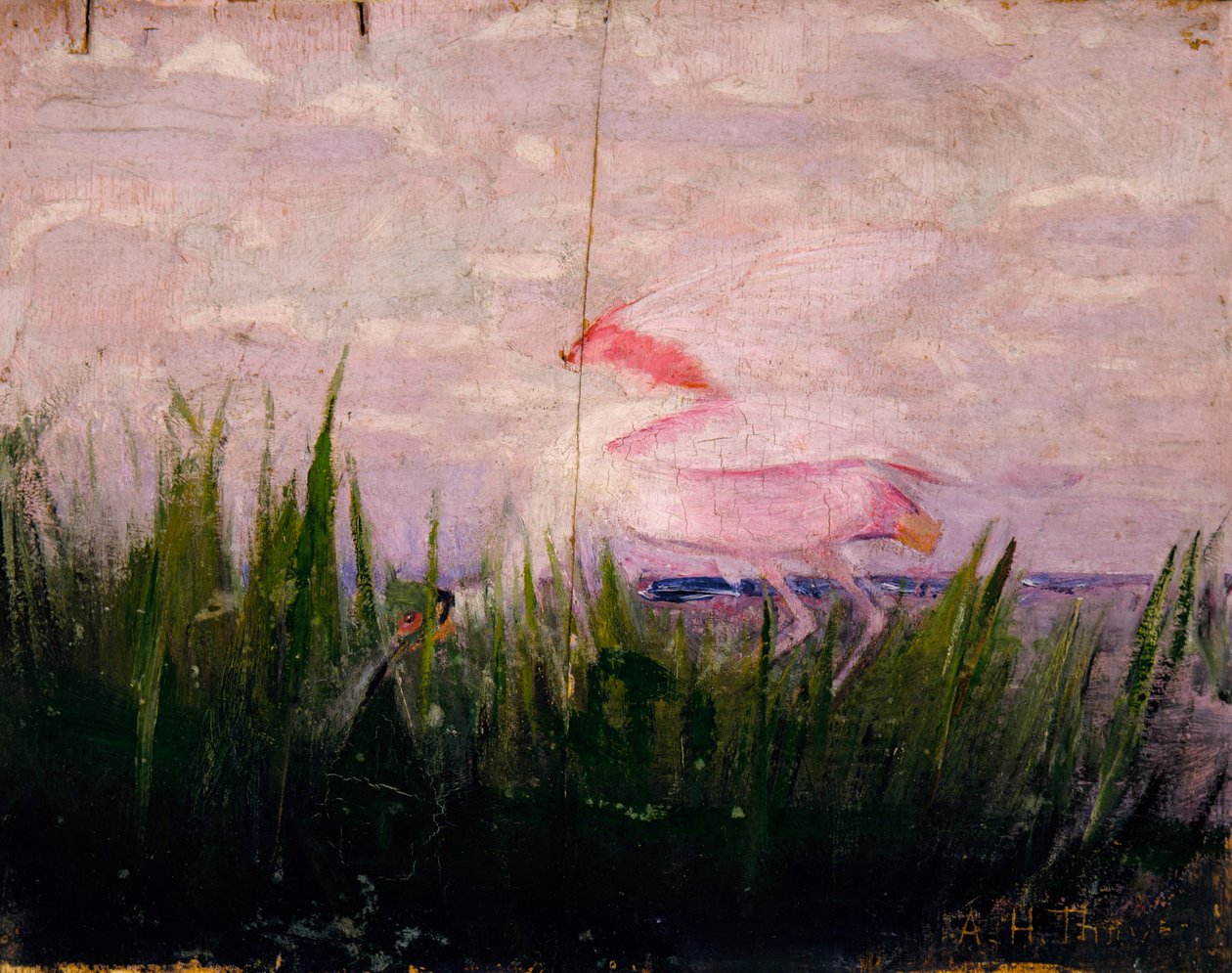 Roseate Spoonbill, studie för boken Concealing Coloration in the Animal Kingdom, ca. 1905-1909. av Abbott Handerson Thayer