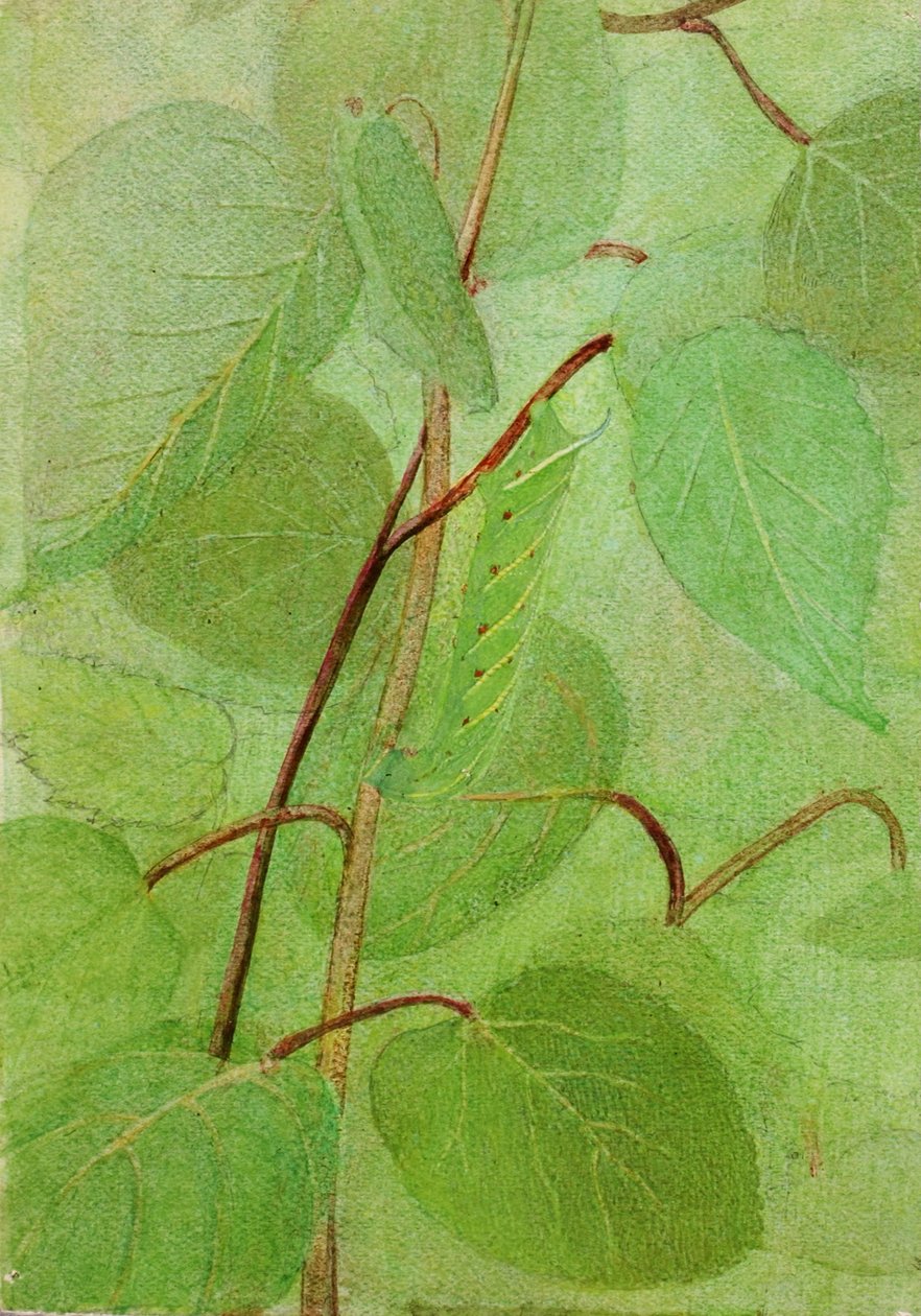 Sphinx Caterpillar, studie för boken Concealing Coloration in the Animal Kingdom (dold färg i djurriket) av Abbott Handerson Thayer