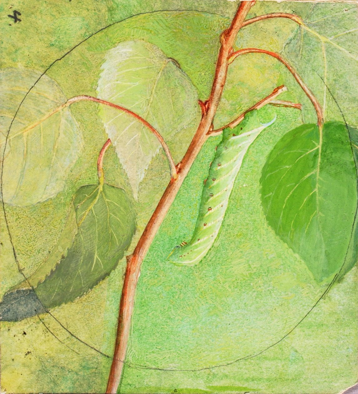 Sphinx Caterpillar, studie för boken Concealing Coloration in the Animal Kingdom (dold färg i djurriket) av Abbott Handerson Thayer