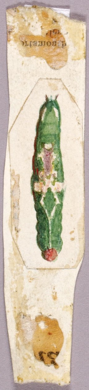 White Birch Leaf Edge Caterpillar, studie för boken Concealing Coloration in the Animal Kingdom. av Abbott Handerson Thayer