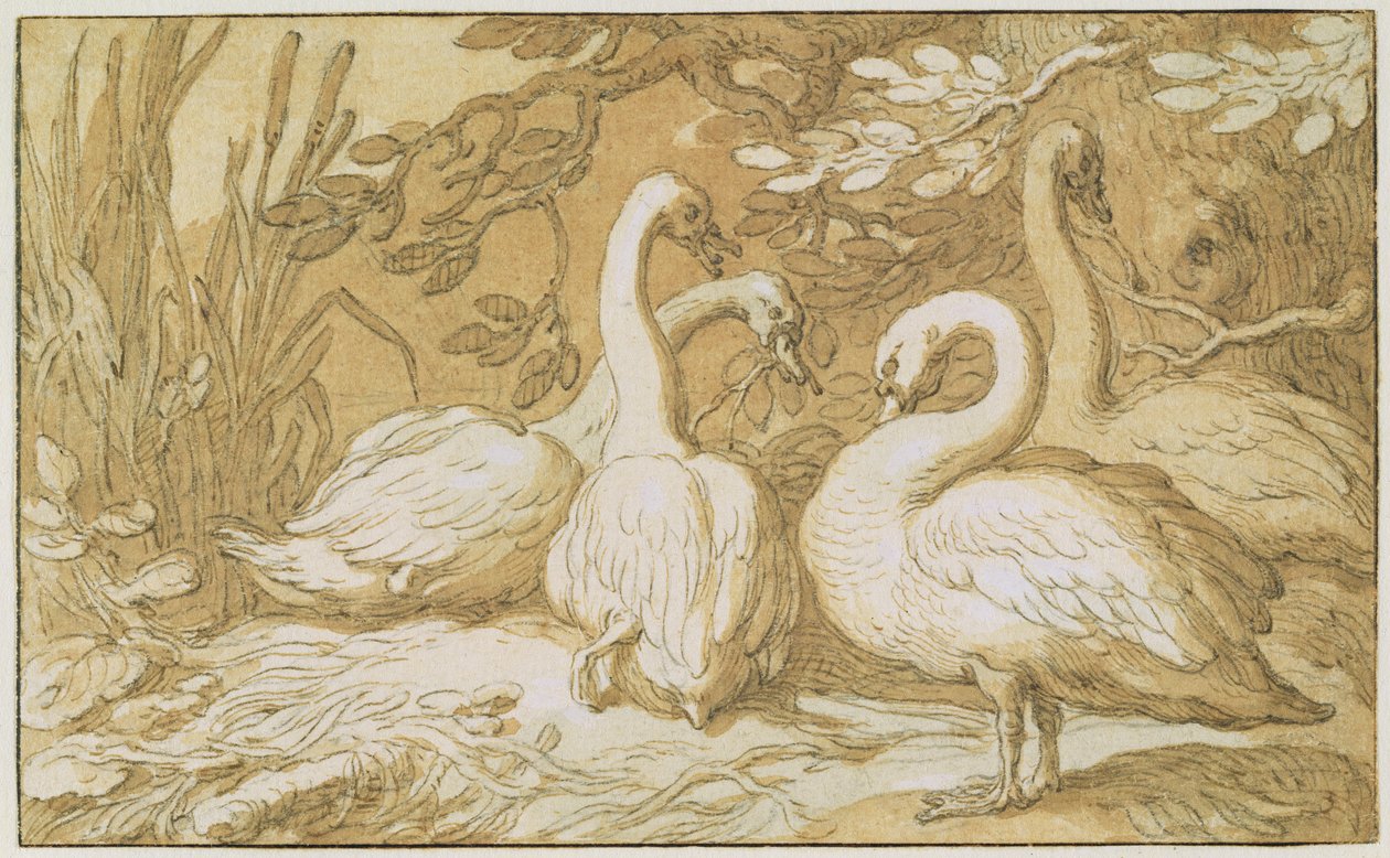 En grupp svanar (penna och tvätt och kroppsfärg på papper) av Abraham Bloemaert