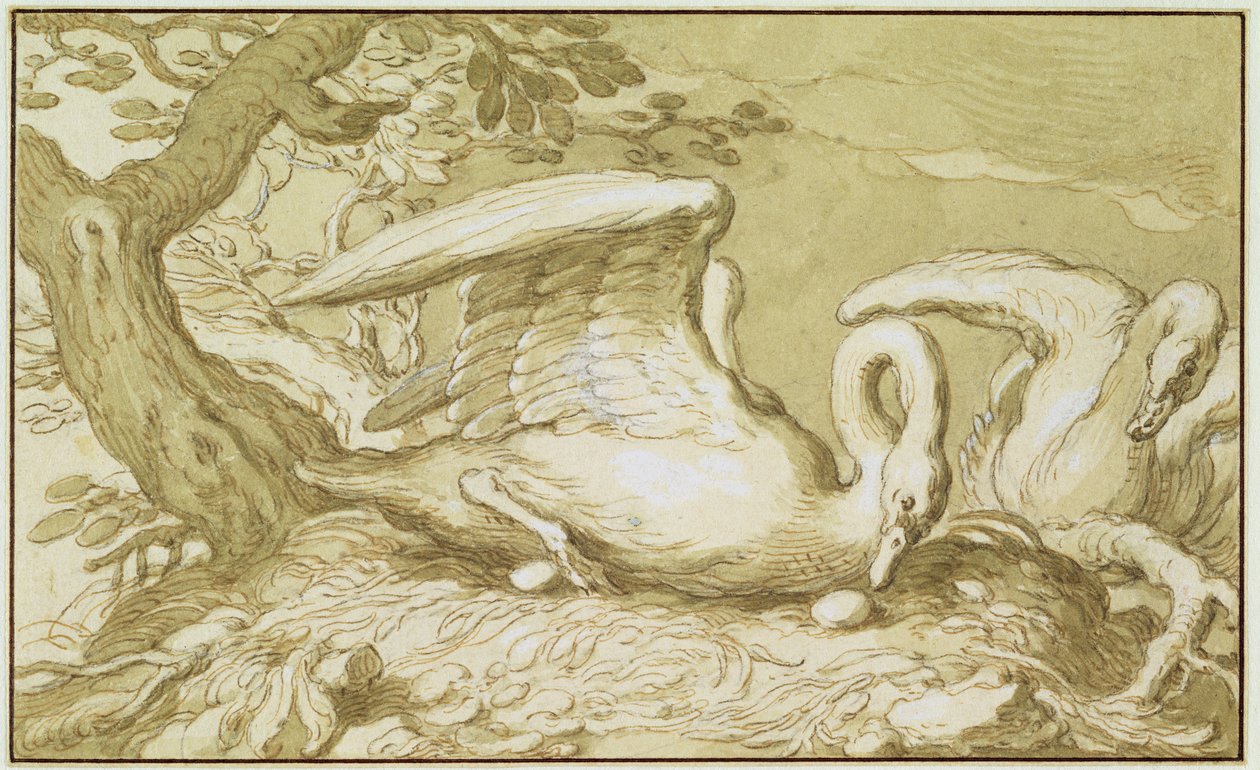A Swan in her Nest (penna och bläcktvätt på papper) av Abraham Bloemaert