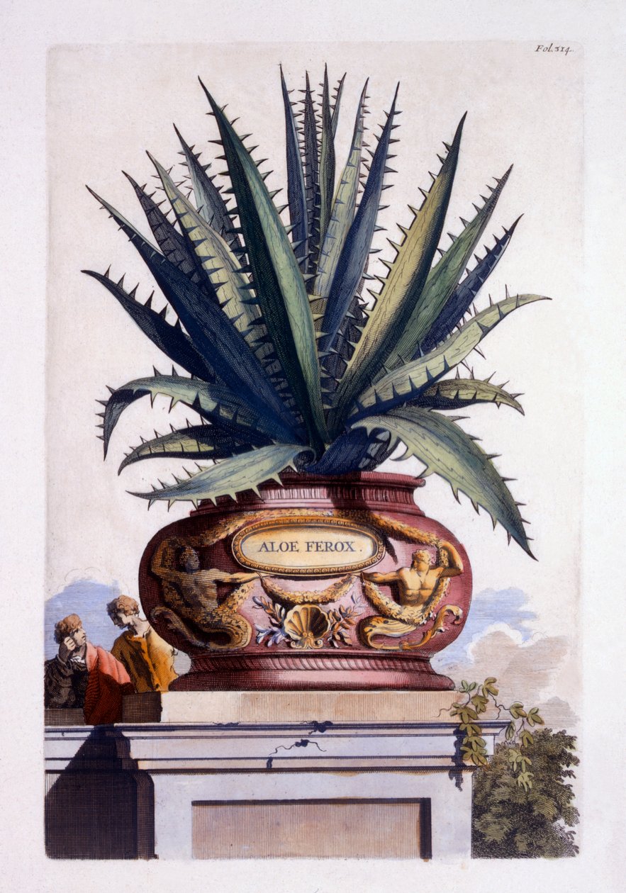 Aloe Ferox, från 