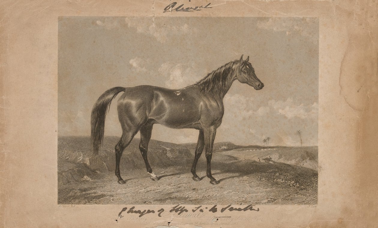 "Aliwal, Sir Harry Smiths, Barts egendom" (litografi) av Abraham (after) Cooper